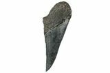 Partial Fossil Megalodon Tooth - Serrated Edge #320660-1
